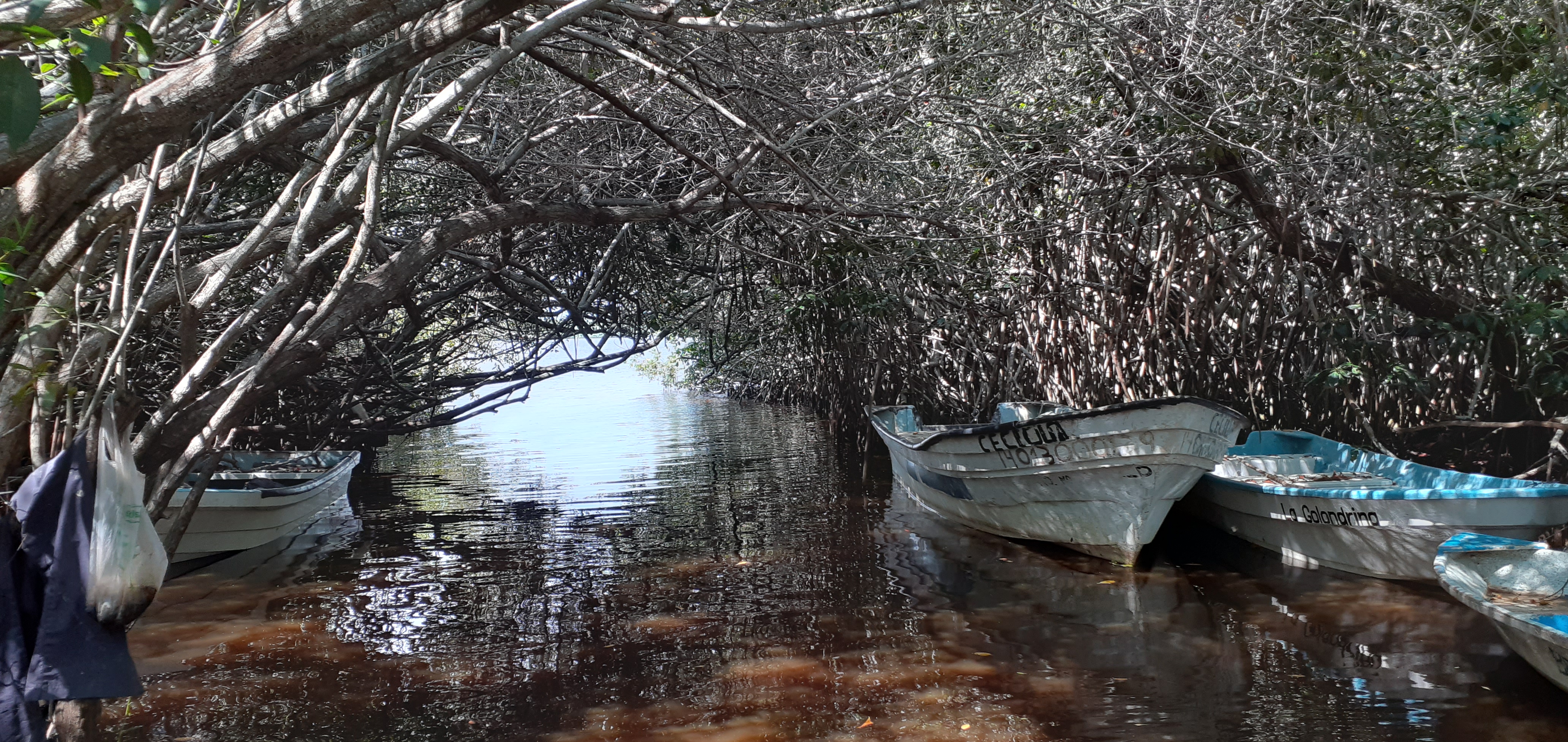 ESTERO