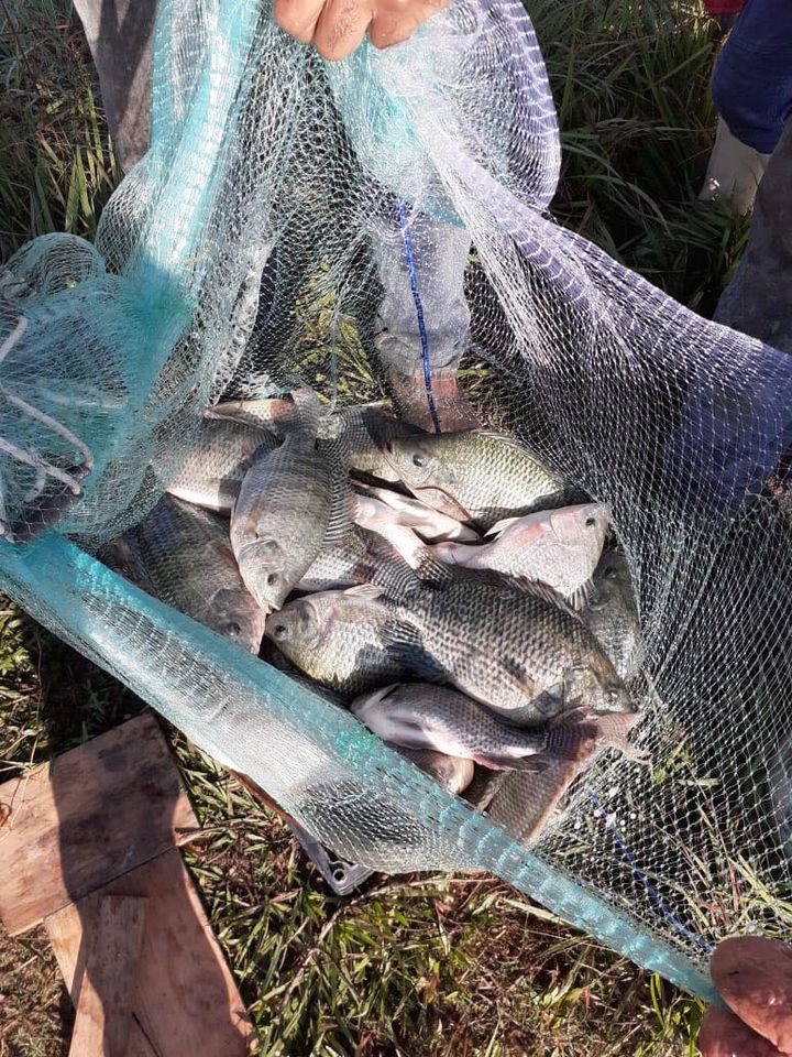 PESCA DE TILAPIA